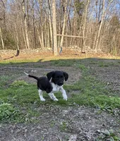 Wren, a female Brittany for sale in Rehoboth, MA – 2 of 4