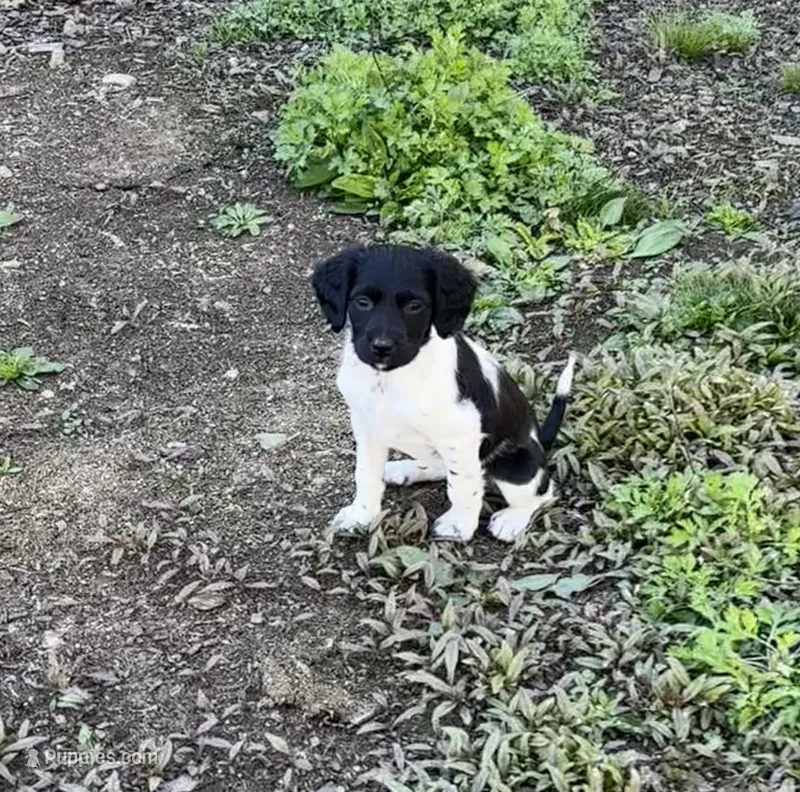 Wren – Brittany puppy for sale in Rehoboth, MA