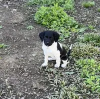 Wren, a female Brittany for sale in Rehoboth, MA – 1 of 4