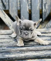 Velvet, a female French Bulldog for sale in Johnstown, PA – 2 of 4