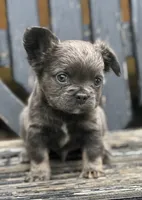 Little bear, a male French Bulldog for sale in Johnstown, PA – 4 of 5