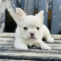 Maggie (Magnolia), a female French Bulldog for sale in Johnstown, PA – 2 of 6