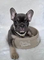 Velvet, a female French Bulldog for sale in Johnstown, PA – 4 of 4