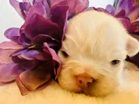 Maggie (Magnolia), a female French Bulldog for sale in Johnstown, PA – 5 of 6