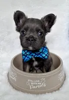 Little bear, a male French Bulldog for sale in Johnstown, PA – 2 of 5