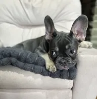 Velvet, a female French Bulldog for sale in Johnstown, PA – 2 of 8