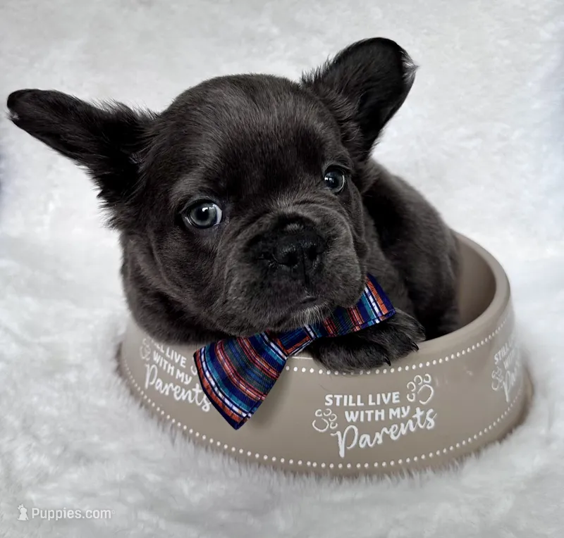 Dozer – French Bulldog puppy for sale in Johnstown, PA