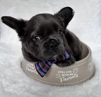 Dozer, a male French Bulldog for sale in Johnstown, PA – 1 of 6