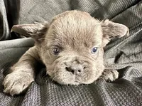 Dozer, a male French Bulldog for sale in Johnstown, PA – 6 of 6