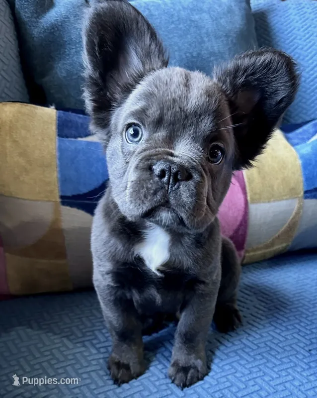 Dozer – French Bulldog puppy for sale in Johnstown, PA