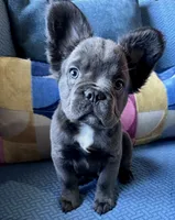 Dozer, a male French Bulldog for sale in Johnstown, PA – 1 of 7