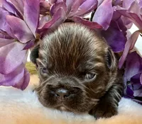 Dozer, a male French Bulldog for sale in Johnstown, PA – 4 of 6