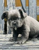 Dozer, a male French Bulldog for sale in Johnstown, PA – 2 of 6
