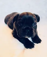 Dozer, a male French Bulldog for sale in Johnstown, PA – 3 of 6