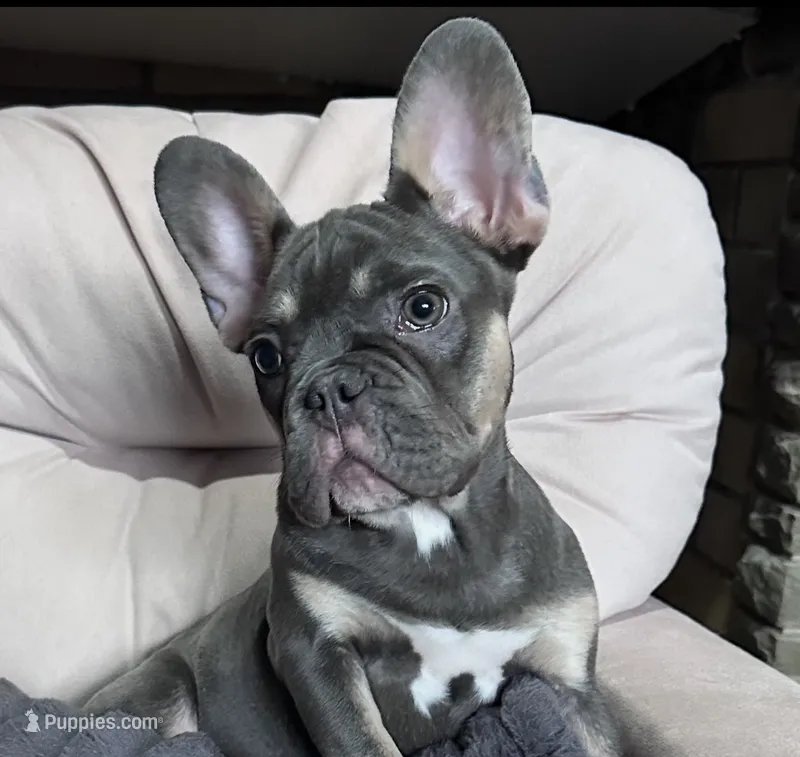 Velvet – French Bulldog puppy for sale in Johnstown, PA