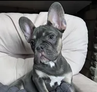 Velvet, a female French Bulldog for sale in Johnstown, PA – 1 of 8