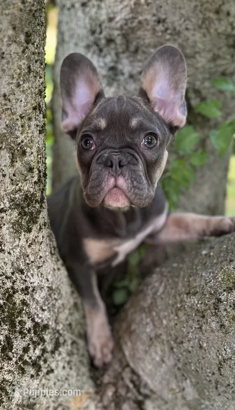 Velvet – French Bulldog puppy for sale in Johnstown, PA