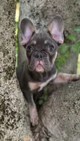 Velvet, a female French Bulldog for sale in Johnstown, PA – 4 of 8