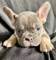 Velvet, a female French Bulldog for sale in Johnstown, PA – 3 of 4