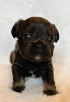 Little bear, a male French Bulldog for sale in Johnstown, PA – 3 of 5