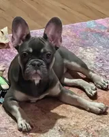 Velvet, a female French Bulldog for sale in Johnstown, PA – 3 of 8