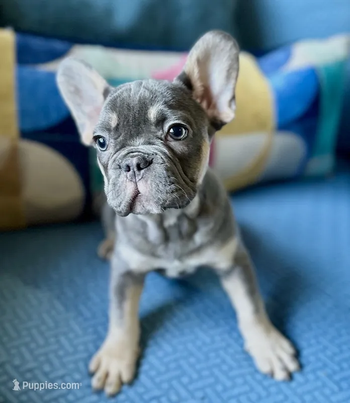 Velvet – French Bulldog puppy for sale in Johnstown, PA