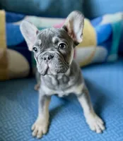 Velvet, a female French Bulldog for sale in Johnstown, PA – 1 of 4