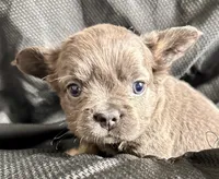 Little bear, a male French Bulldog for sale in Johnstown, PA – 5 of 5
