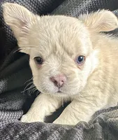 Maggie (Magnolia), a female French Bulldog for sale in Johnstown, PA – 3 of 6