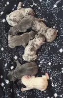 Dozer, a male French Bulldog for sale in Johnstown, PA – 5 of 6
