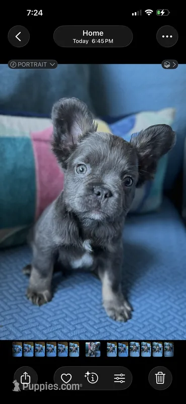 Little bear – French Bulldog puppy for sale in Johnstown, PA