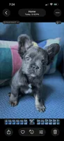 Little bear, a male French Bulldog for sale in Johnstown, PA – 1 of 5