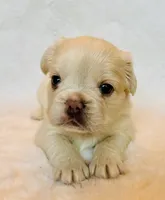 Maggie (Magnolia), a female French Bulldog for sale in Johnstown, PA – 4 of 6