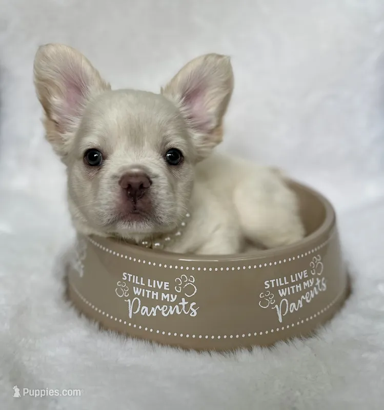 Maggie (Magnolia) – French Bulldog puppy for sale in Johnstown, PA