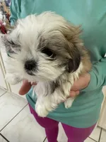 Puppy 1, a female Shih Tzu for sale in Morriston, FL – Photo 2 of 2