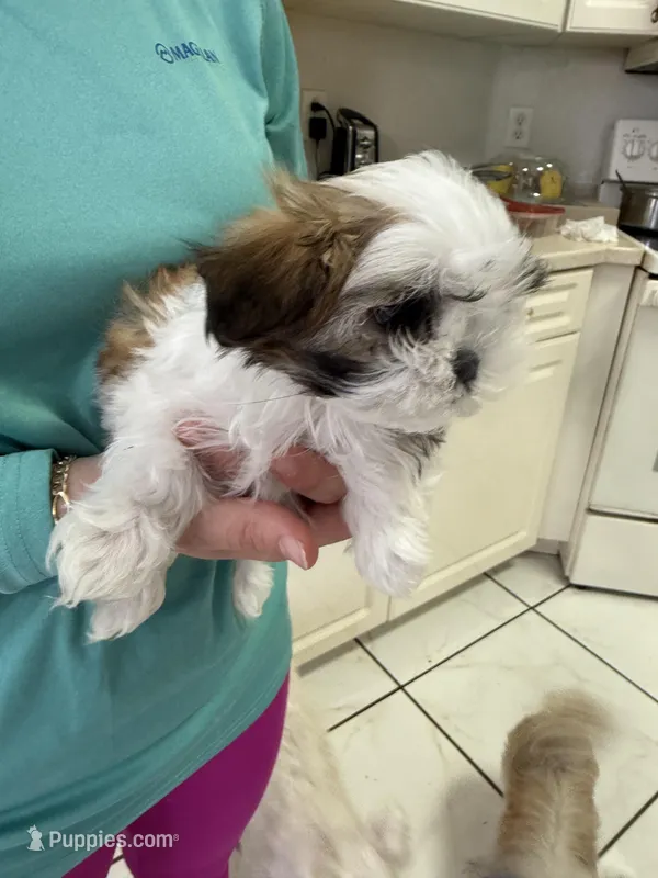 Puppy 1, a female Shih Tzu for sale in Morriston, FL – Photo 1 of 2
