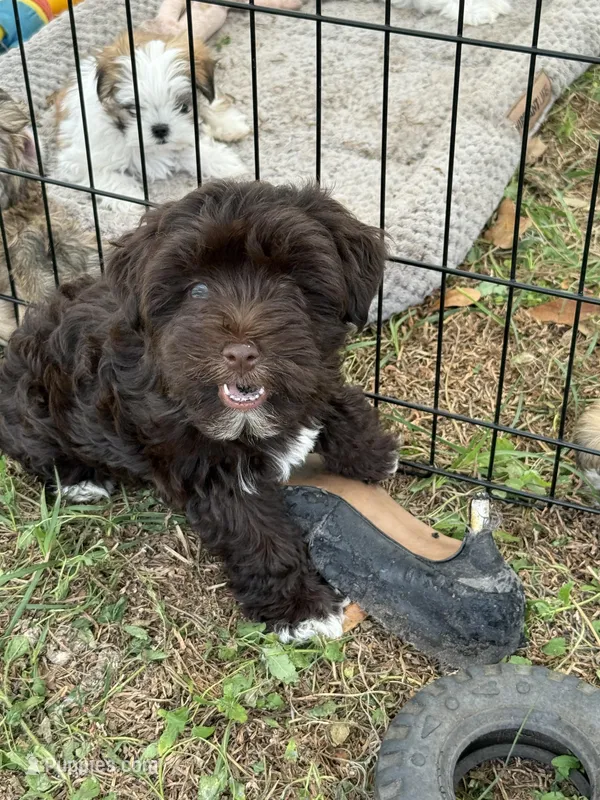 Puppy 1 , a male Miniature Schnauzer for sale in Morriston, FL – Photo 1 of 2