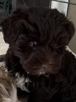 Puppy 1 , a male Miniature Schnauzer for sale in Morriston, FL – Photo 2 of 2