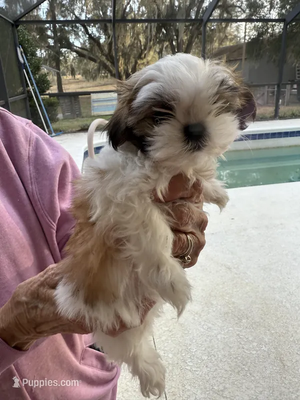 Puppy 4, a female Shih Tzu for sale in Morriston, FL – Photo 1 of 2