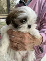Puppy 4, a female Shih Tzu for sale in Morriston, FL – Photo 2 of 2