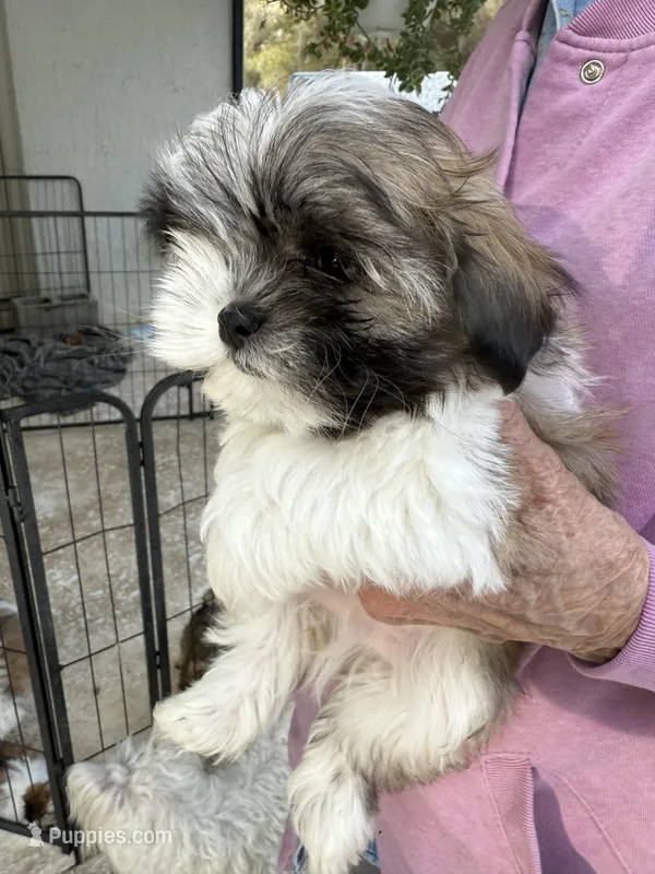 Puppy 5, a female Shih Tzu for sale in Morriston, FL – Photo 1 of 2