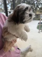 Puppy 3, a male Shih Tzu for sale in Morriston, FL – Photo 1 of 2