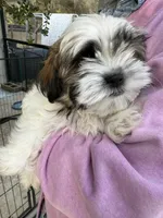 Puppy 3, a male Shih Tzu for sale in Morriston, FL – Photo 2 of 2