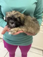 Puppy 2, a female Shih Tzu for sale in Morriston, FL – Photo 2 of 2