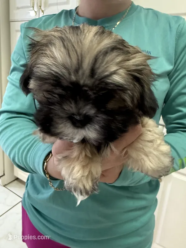 Puppy 2, a female Shih Tzu for sale in Morriston, FL – Photo 1 of 2