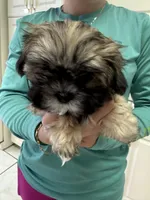 Puppy 2, a female Shih Tzu for sale in Morriston, FL – Photo 1 of 2