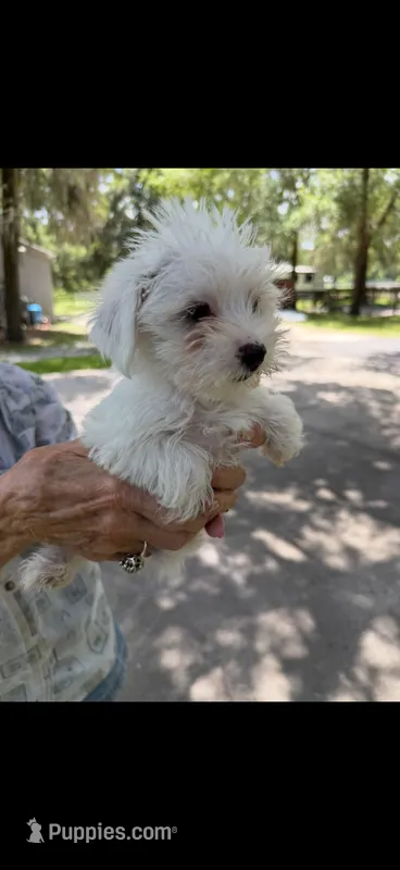 Boy 2  – Maltese puppy for sale in Morriston, FL