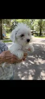 Boy 2 , a male Maltese for sale in Morriston, FL – 1 of 2