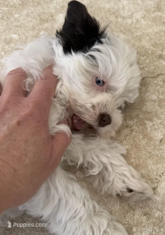 Puppy 2 , a female Miniature Schnauzer for sale in Morriston, FL – Photo 1 of 2