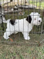 Puppy 2 , a female Miniature Schnauzer for sale in Morriston, FL – Photo 2 of 2